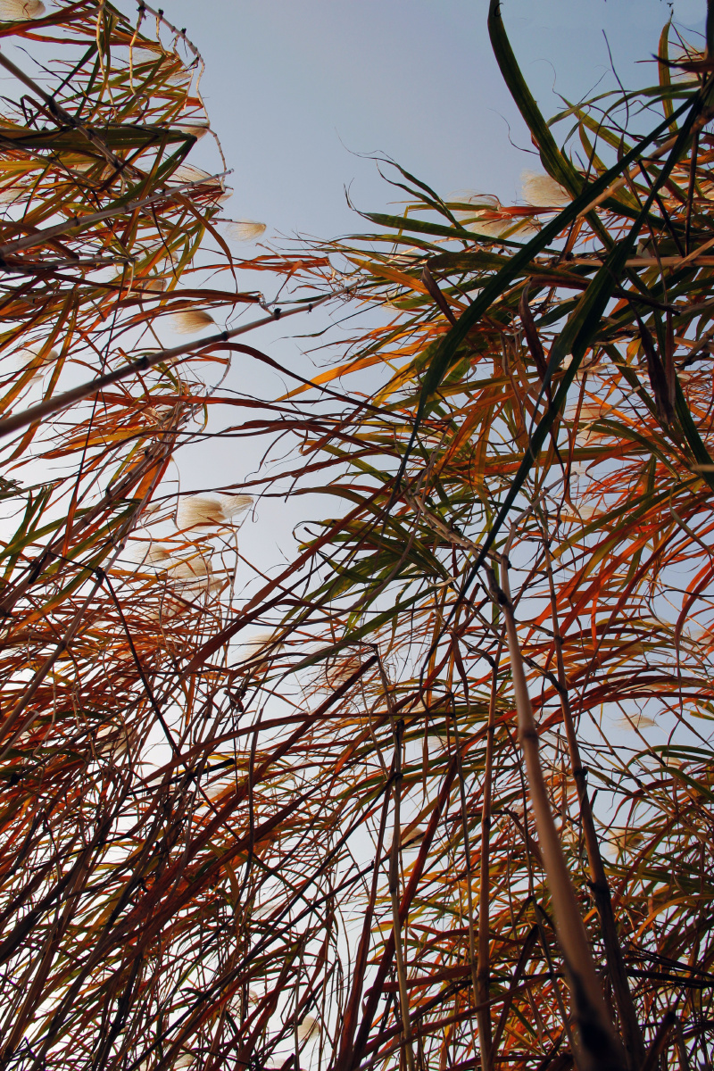 蒹葭萋萋 白露未晞——汉口江滩芦苇