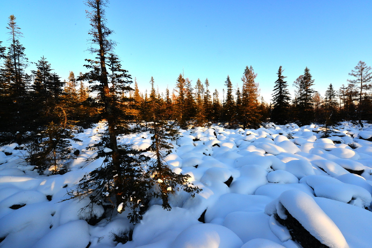 小兴安岭的雪海 - 小兴安岭,雪,杜鹃花 - 小兴安岭的雪海 - 若无骑士