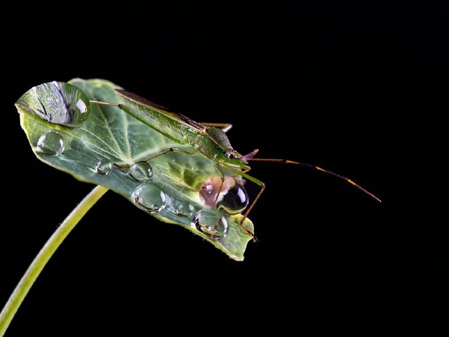 生命萌动春雨无声 春帘 春风化雨·梅舞东湖【瑜伽场馆拍摄】蝽象