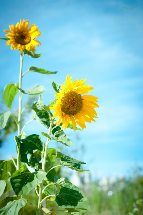 向阳·自由 - 向日葵, 50mm, 生态 - 向阳·自由 - yyou - 生态摄影