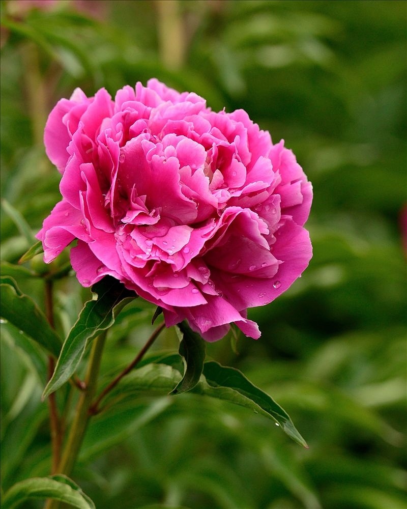 800_1000竖版 竖屏