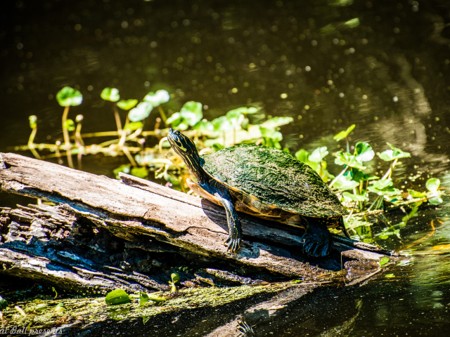 沼泽地野生动物9张