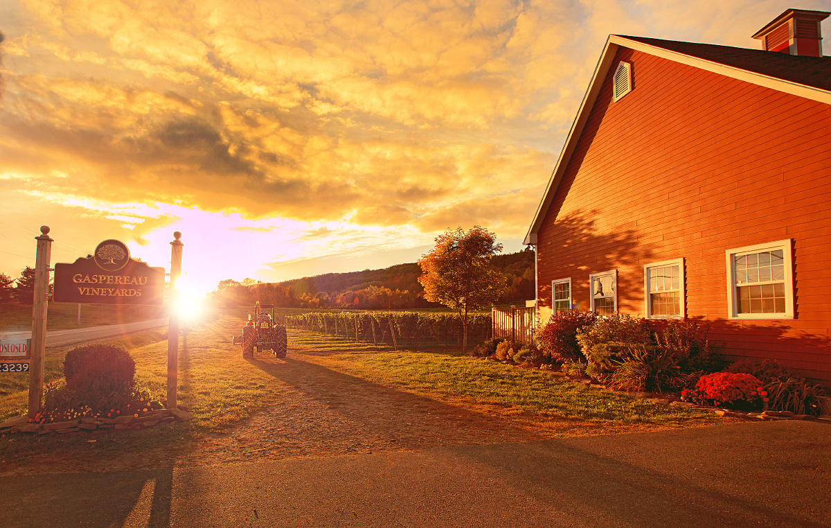 落日下的葡萄庄园