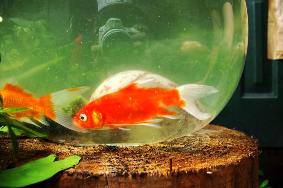 小鱼. - 动物 - suncookie - ice - 图虫摄影网