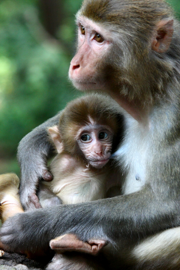 黔灵山观猴----母爱