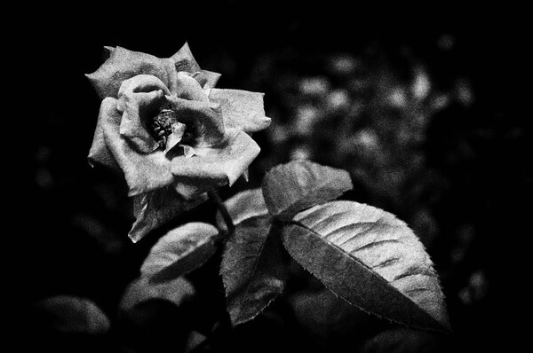 凋零的花朵 黑白图片