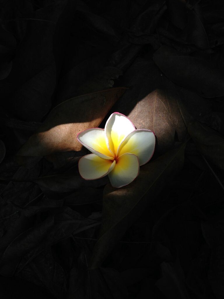 枯叶里的鸡蛋花午后微风