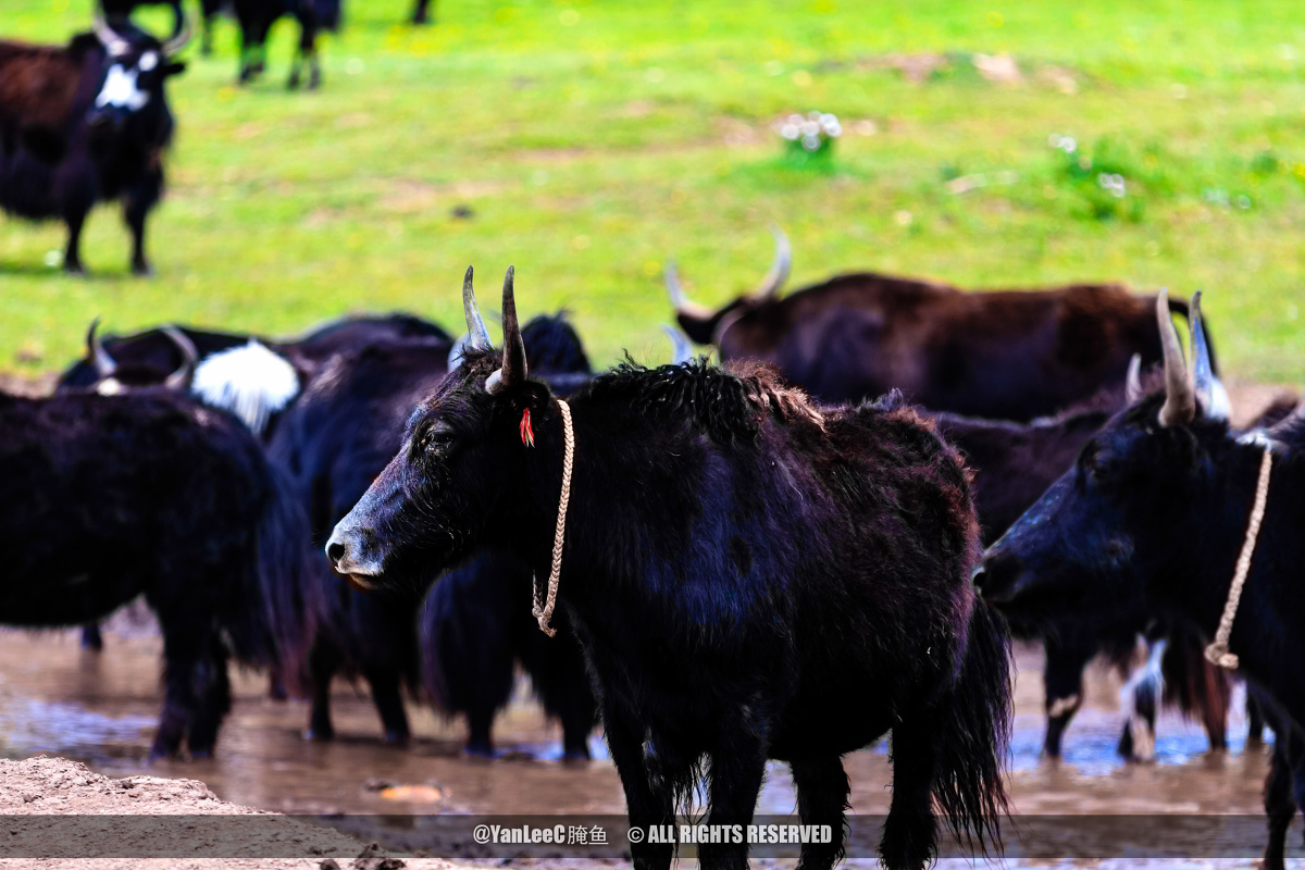 yanleec腌鱼 - 图虫摄影网