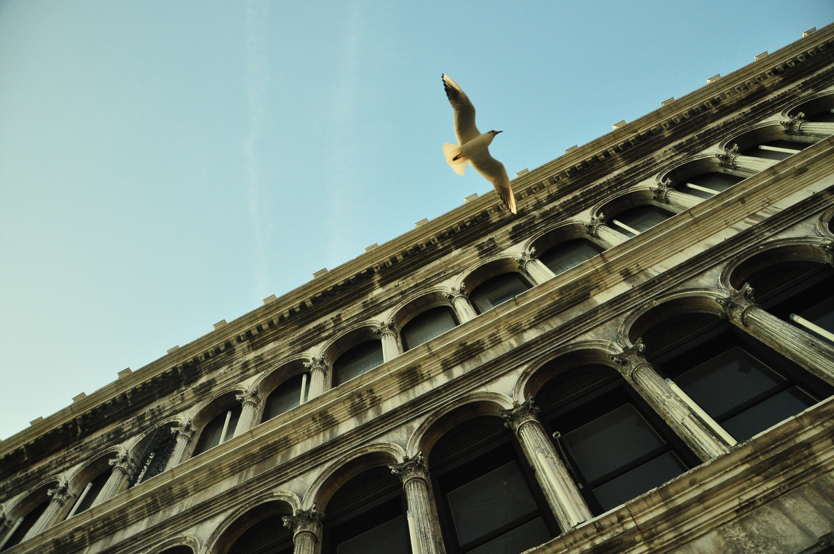 威尼斯圣马可广场上空的鸽子