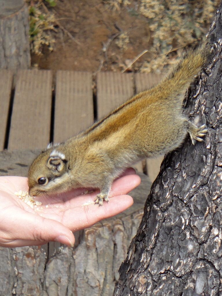 普达措国家公园松鼠图片