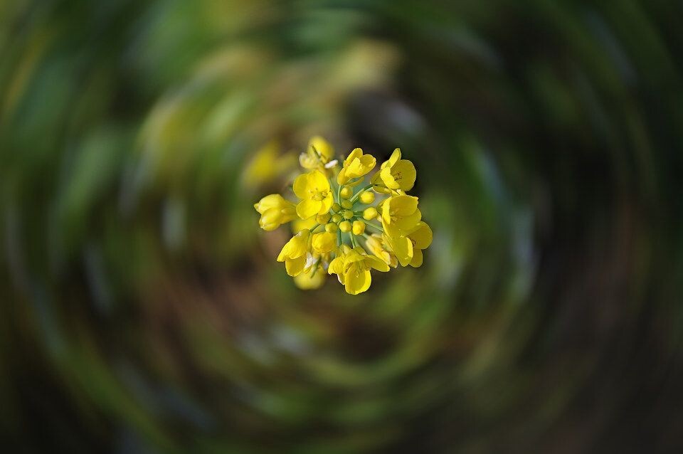 一株油菜花图片高清图片