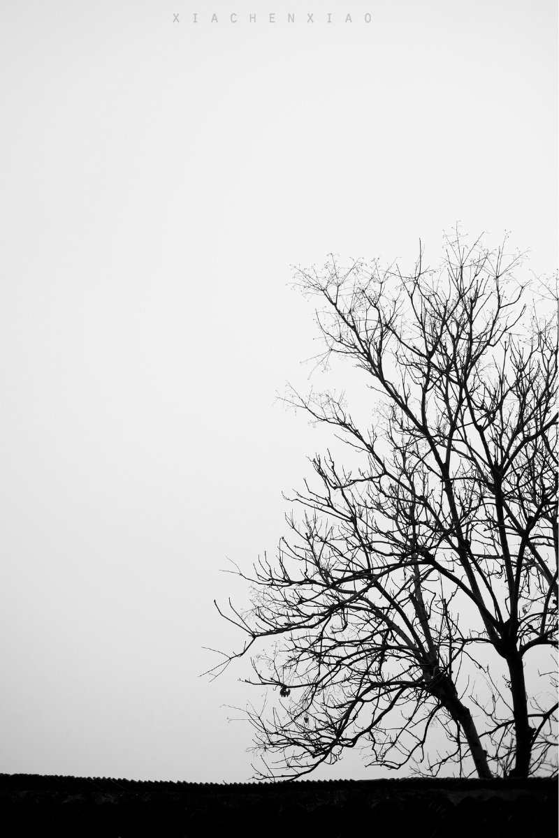 树. - 黑白, 极简主义, 35mm - 夏晨笑同学 - 图虫摄影网