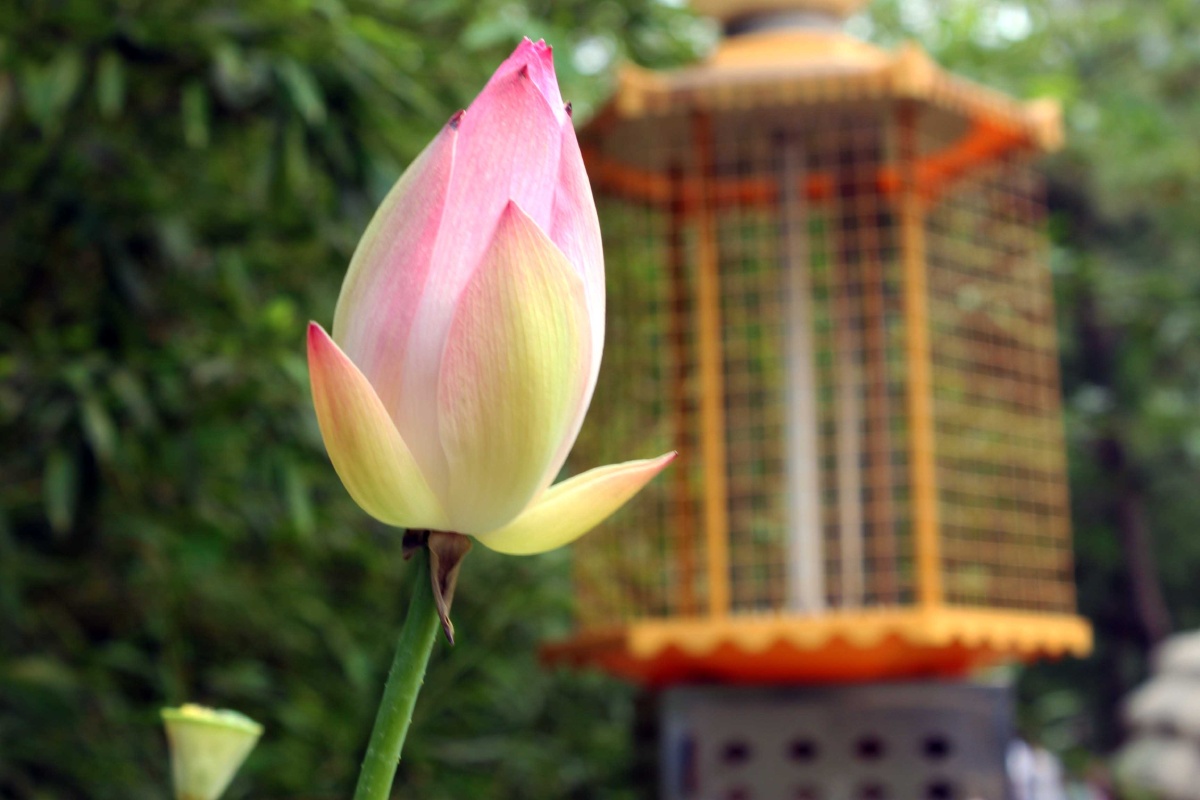 等待花开 - 一只大柏杨 - 图虫摄影网