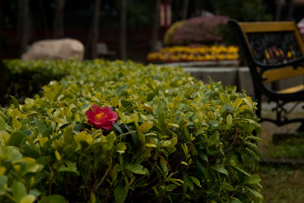 中山小榄人民公园