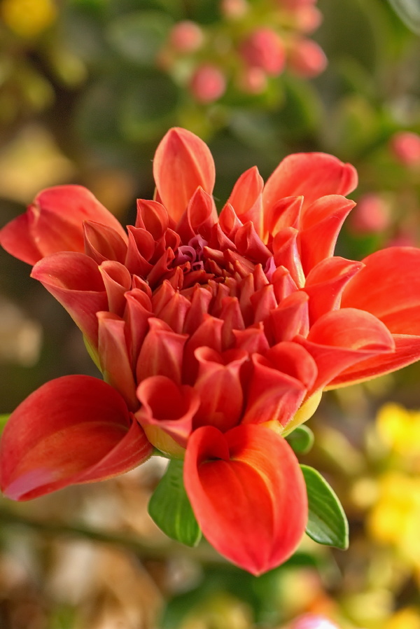 正月初一开门红