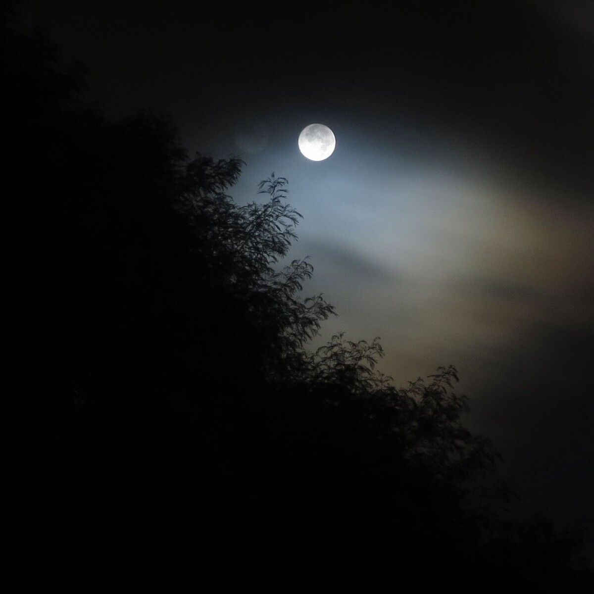 月夜/夜月图片
