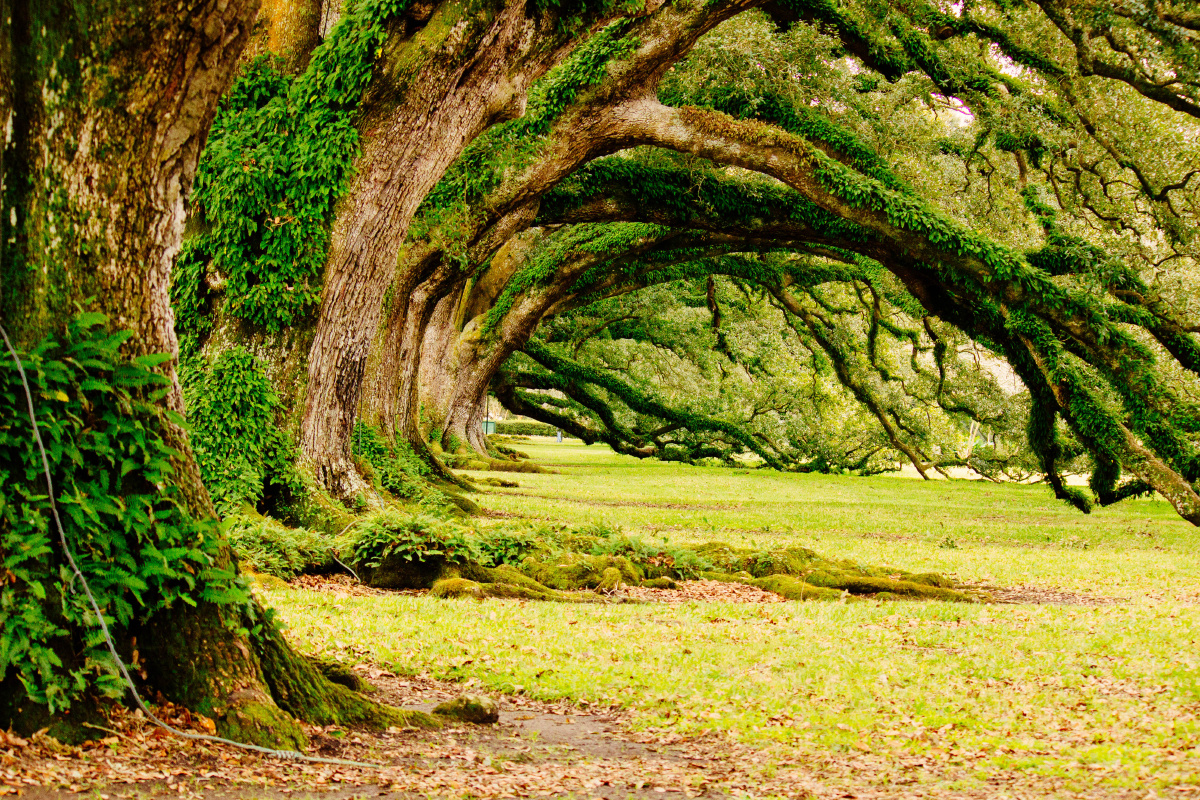 这些橡树见证了南部种植园的兴起,繁荣,衰落.奴隶的悲惨生活和解放.
