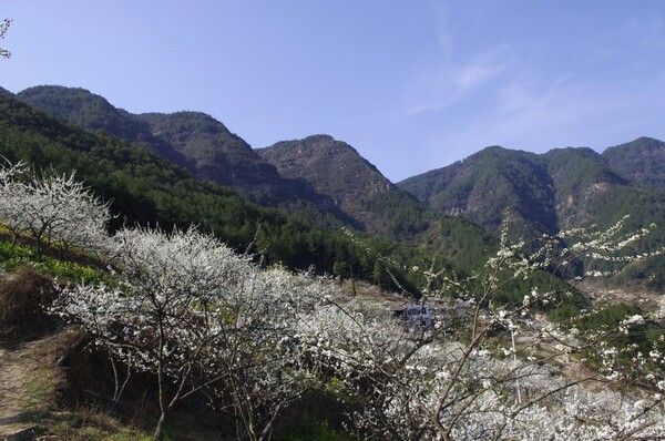 满山白雪般的李花,18