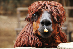 "羊驼"标签的图博