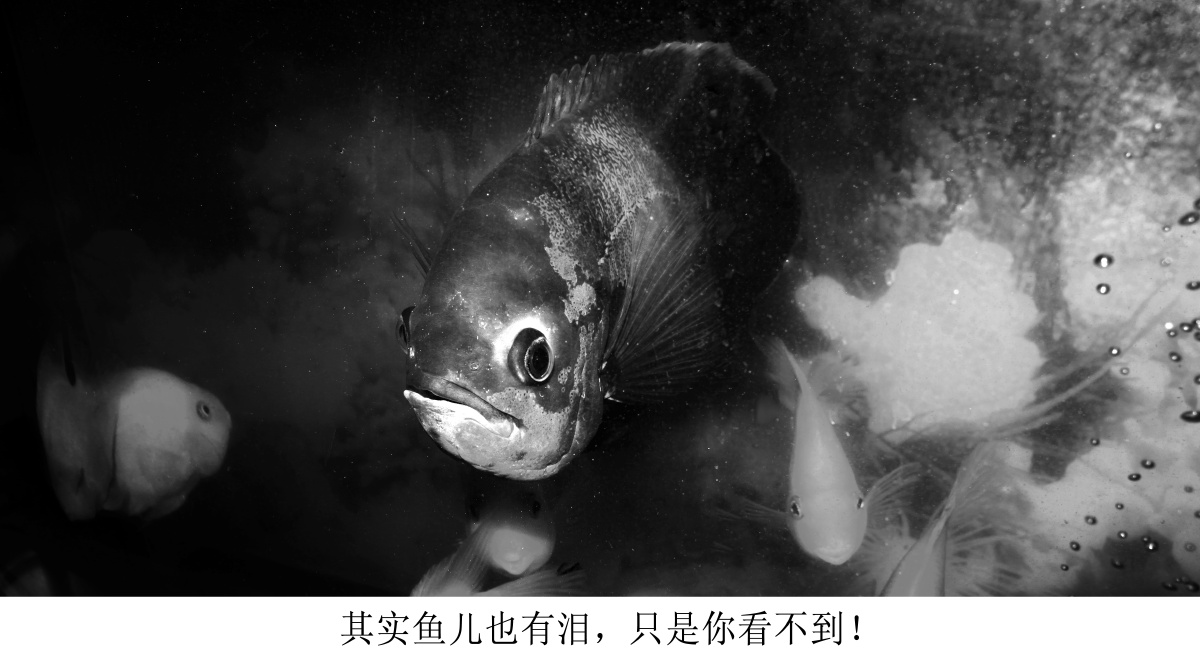 鱼儿的泪 你看不到