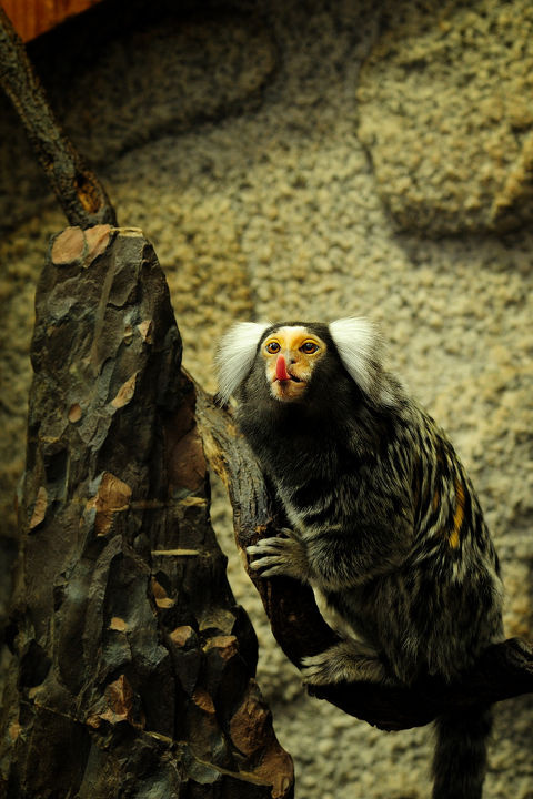 精彩的动物世界