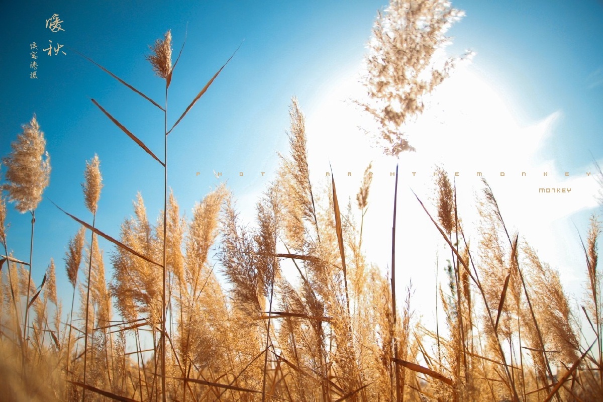 博斯腾湖 芦苇 库尔勒 暖秋