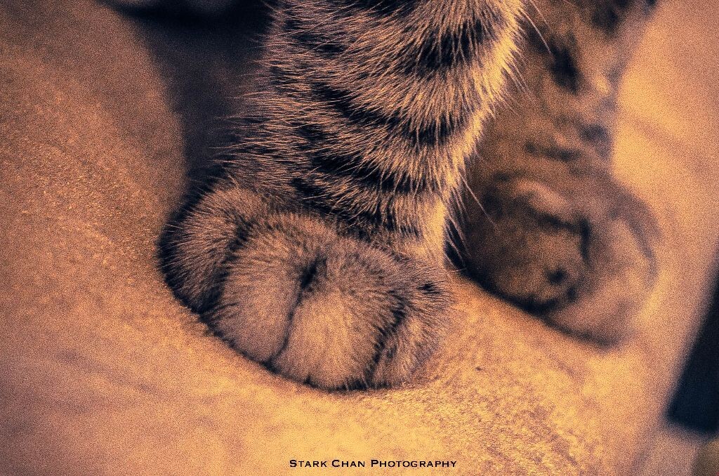 可爱猫爪子壁纸图片