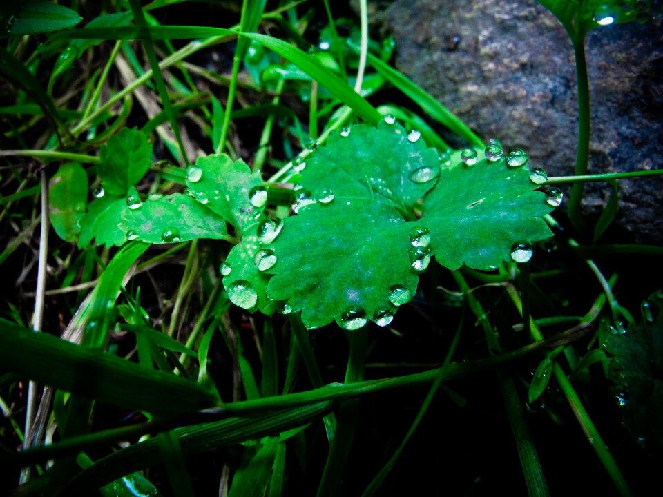 叶子的吐水现象 水煮翅中 图虫摄影网