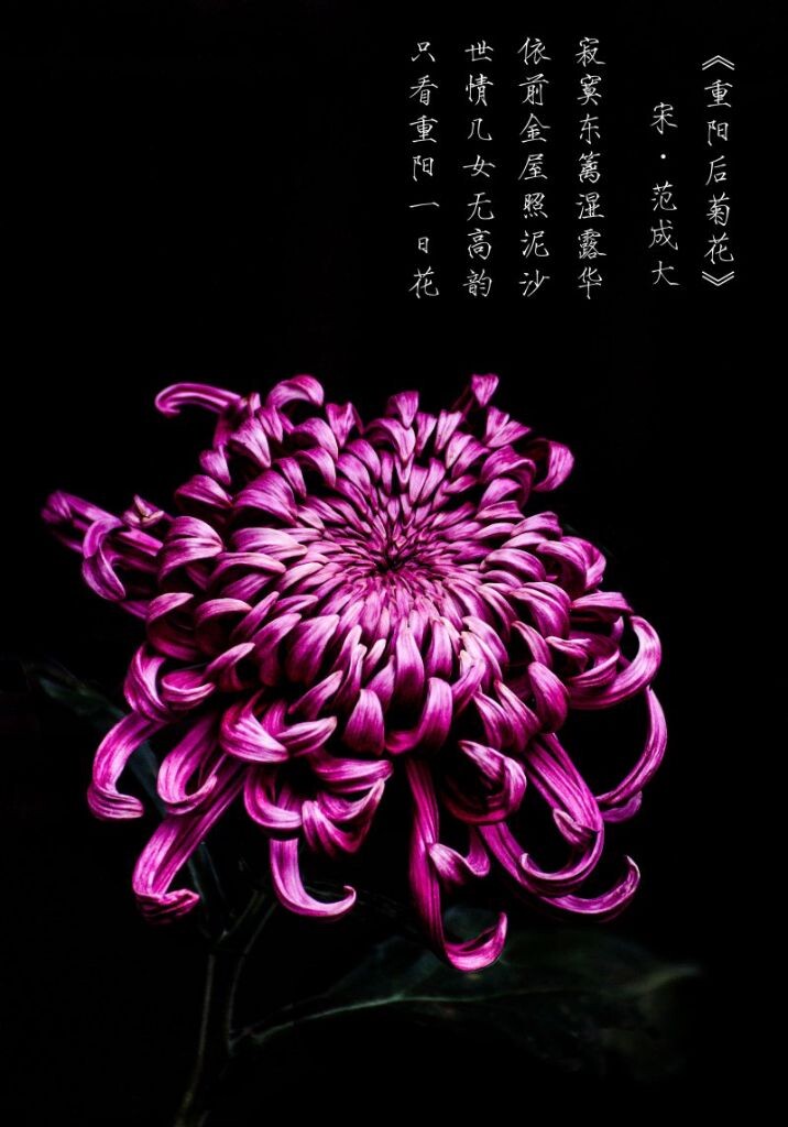 我花开后百花杀 菊花 我花开后百花杀 寻找智慧 图虫摄影网