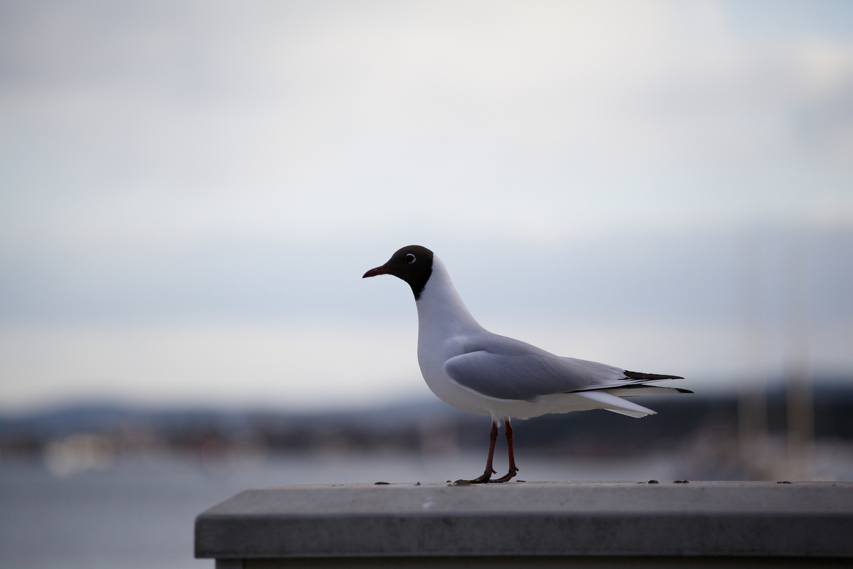 欧朋罗志宇 - 图虫摄影网