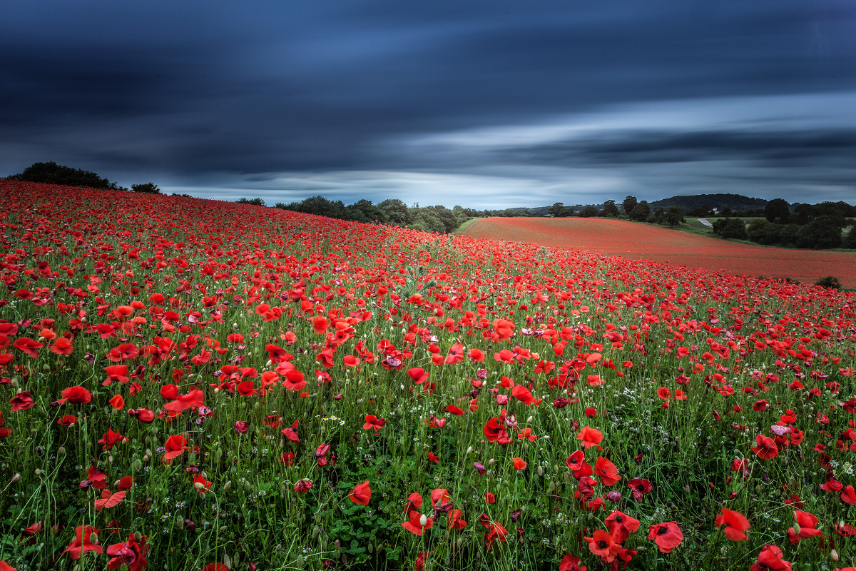 罂粟花海 - 色彩, 风光, 佳能, 长曝光, 花卉, 广角 - 罂粟花海 - 隽