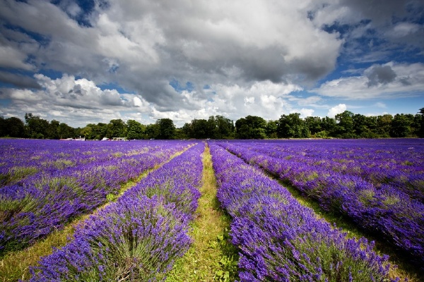 英国的那些花海-薰衣草
