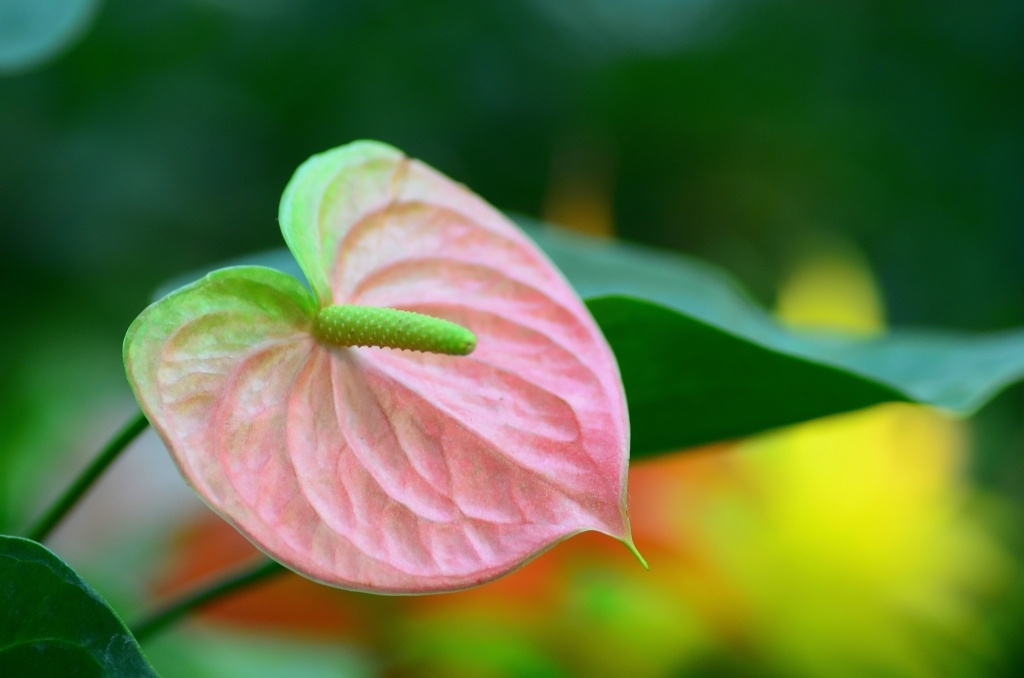 静物115 - 芭蕉扇 - 图虫摄影网