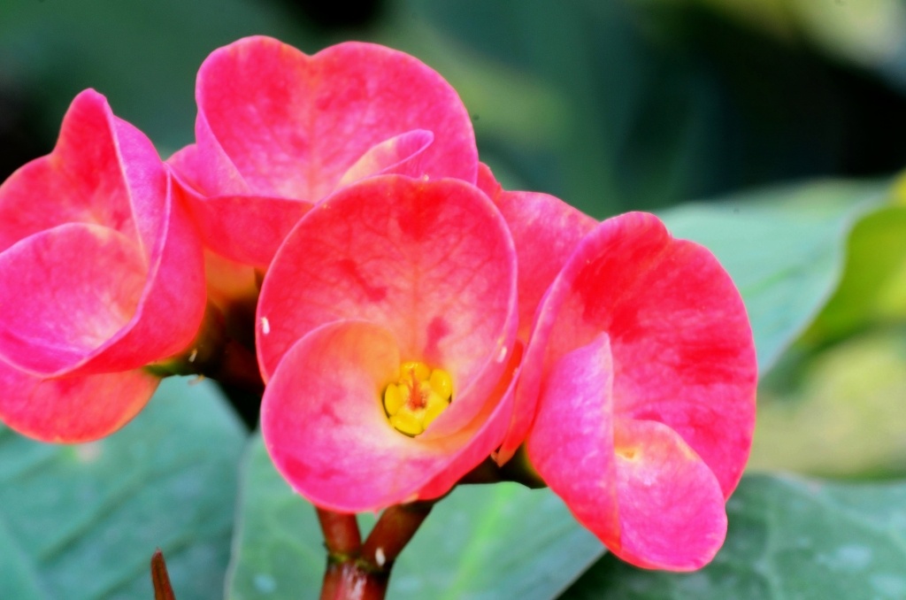 静物108 - 芭蕉扇 - 图虫摄影网