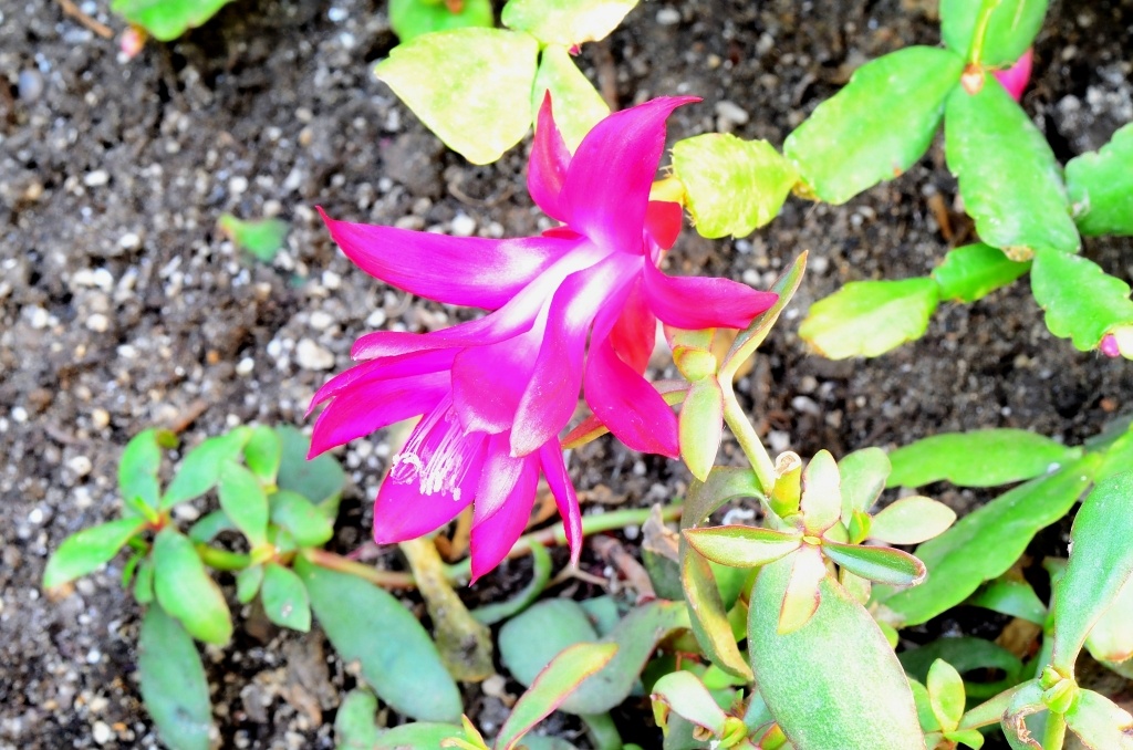 静物106 - 芭蕉扇 - 图虫摄影网