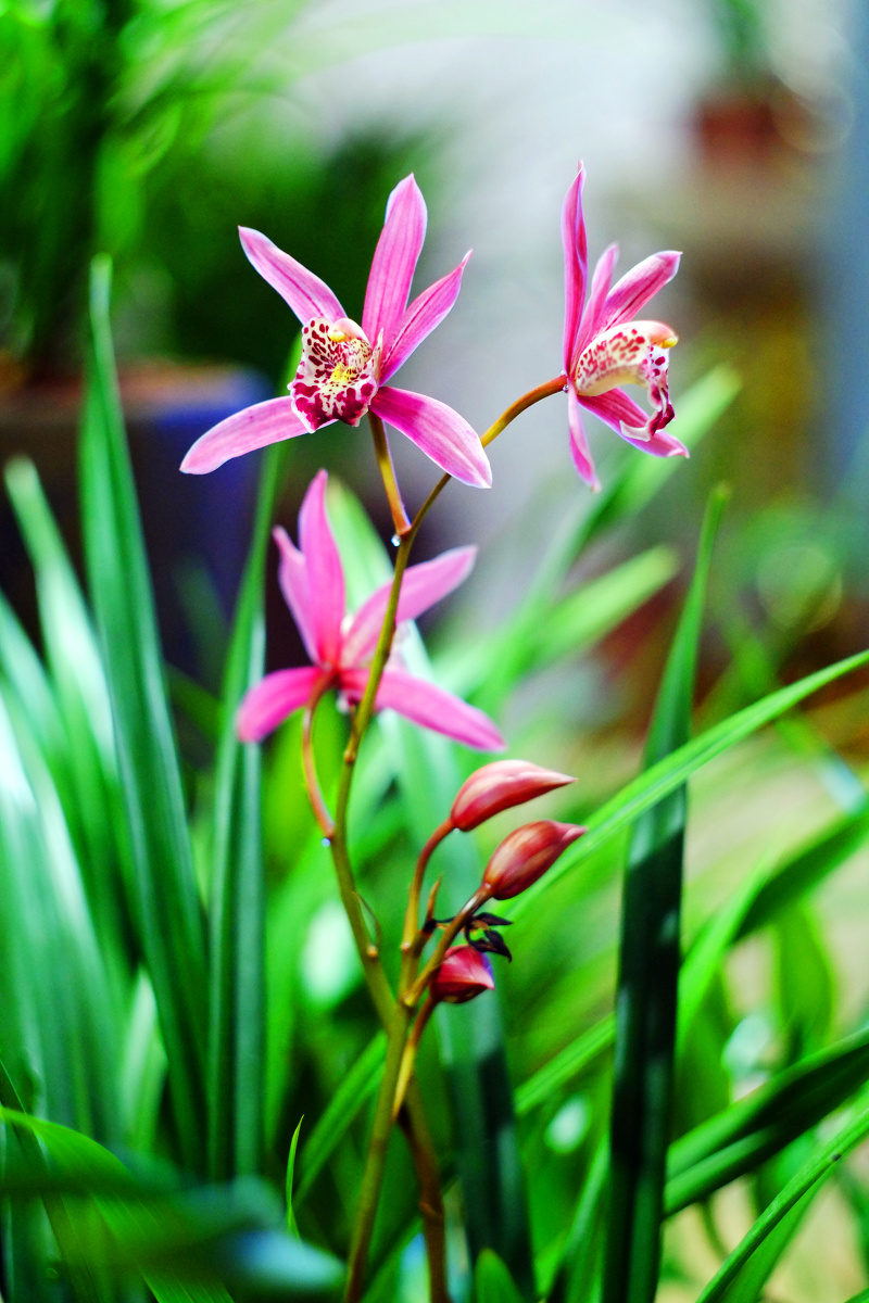 兰香花种类与图片,兰香花图片,兰香图片_大山谷图库