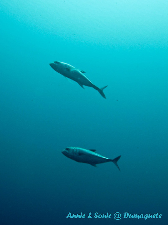 潜水 菲律宾 杜马盖地 安妮 海洋 大海 apo dauin island 船鱼