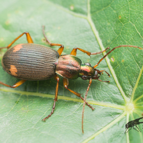 标签- 昆虫 - 图虫网 - 做最专业的摄影社区