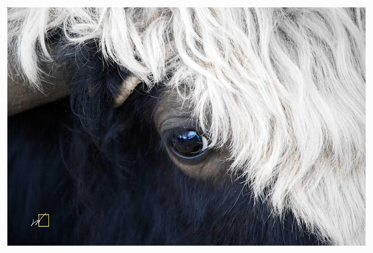 ns8a2814 - 王赫· - 图虫摄影网