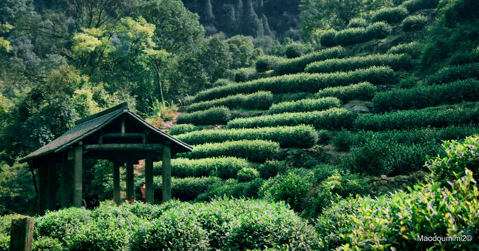 龙井茶山