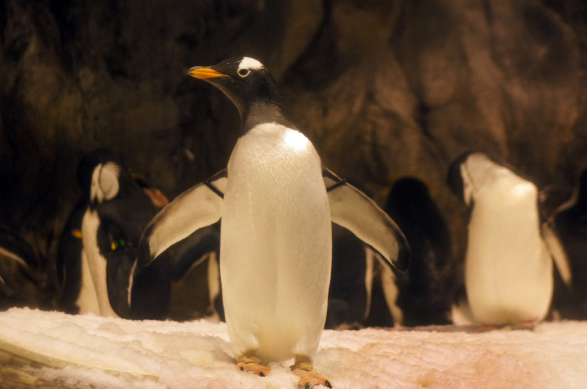 台湾海洋生物馆可爱的企鹅.