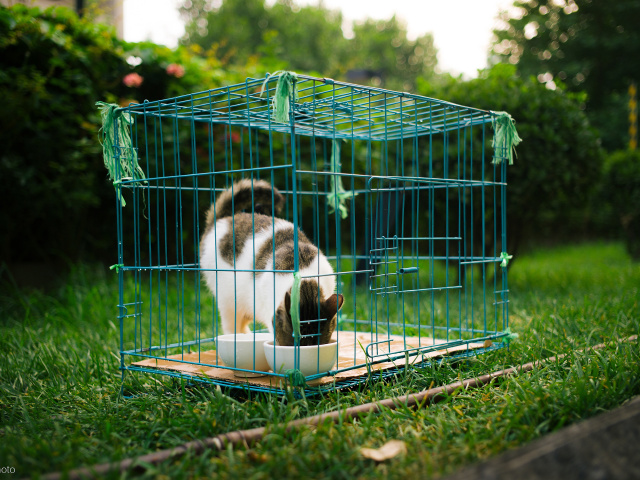 养在笼子里的小猫