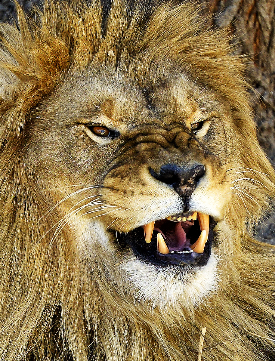 北京动物园的狮子