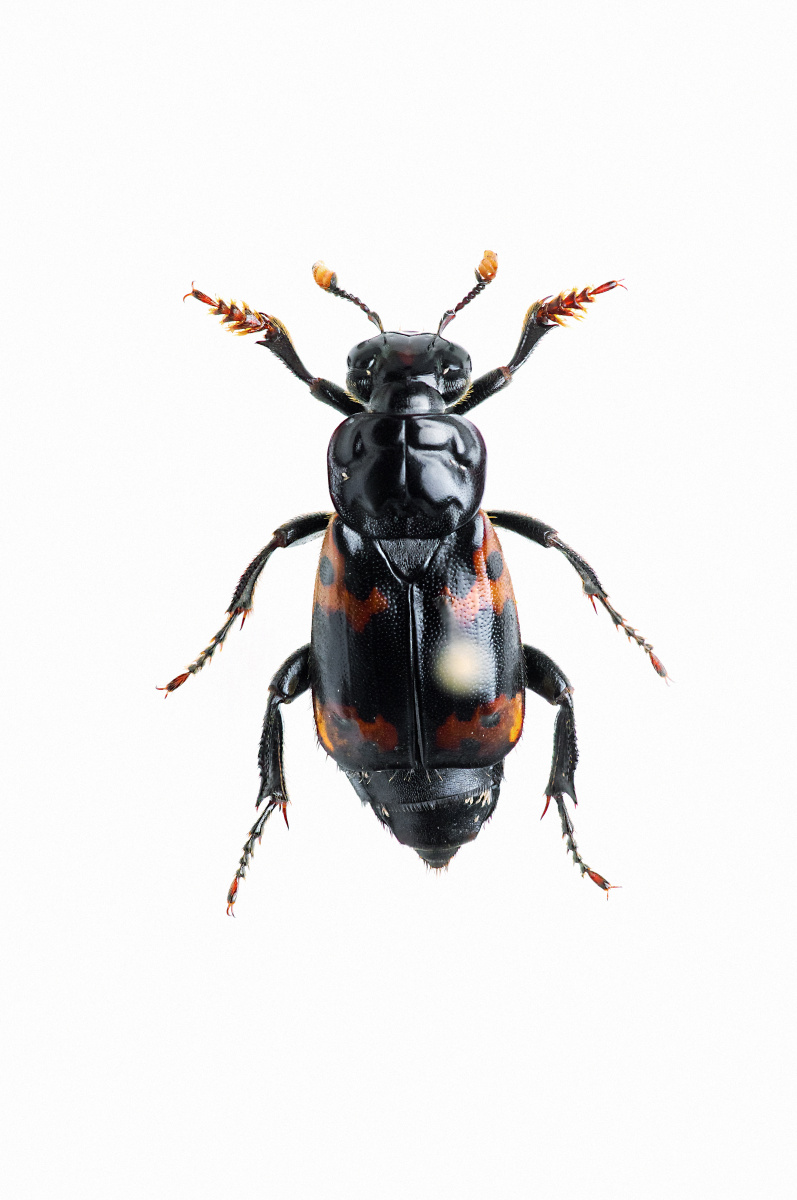 nicrophorus nepalensis - 鞘翅 - 板子 - 图虫摄影网