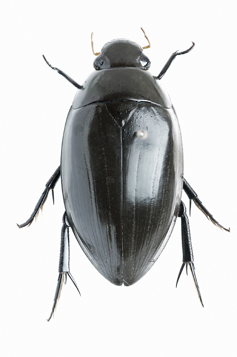 cybister ventralis - 鞘翅 - 板子 - 图虫摄影网