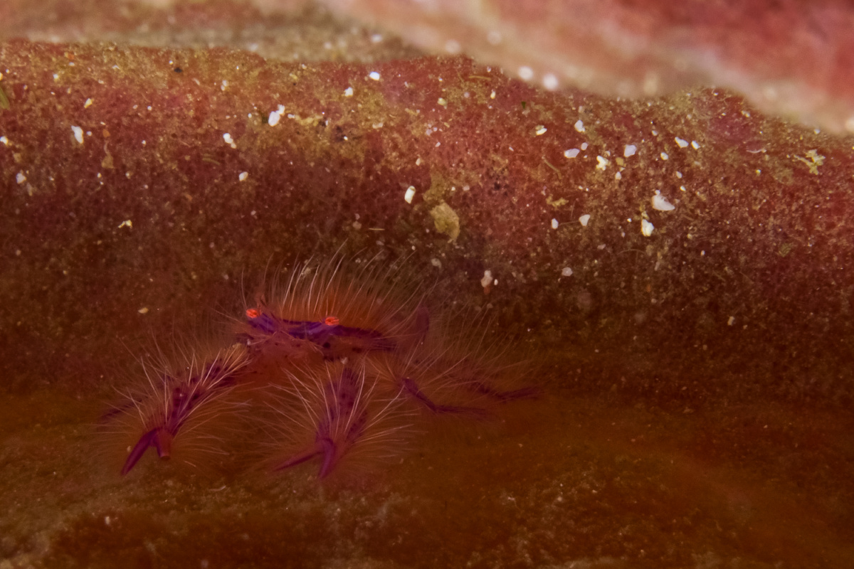 住在海绵上的长毛蟹,好漂亮,就是位置太窄了,不好打灯.