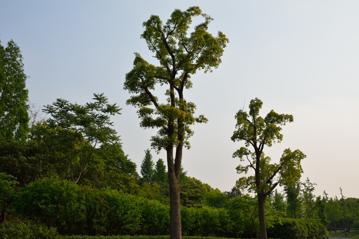 高树,大高树,高树素材_大山谷图库