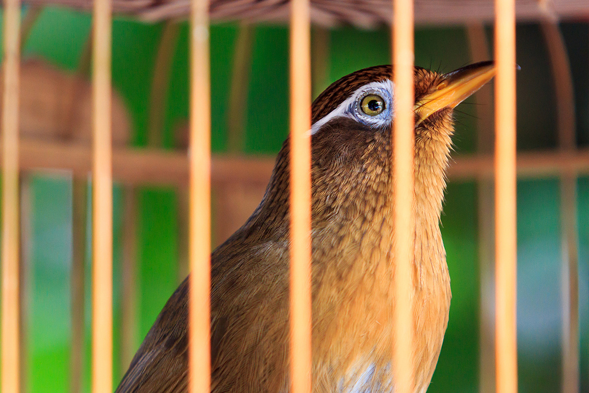 我该属于天空和森林,可是我能拥抱的,只有牢笼.