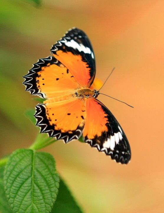 本集收录漂亮的蝴蝶照片