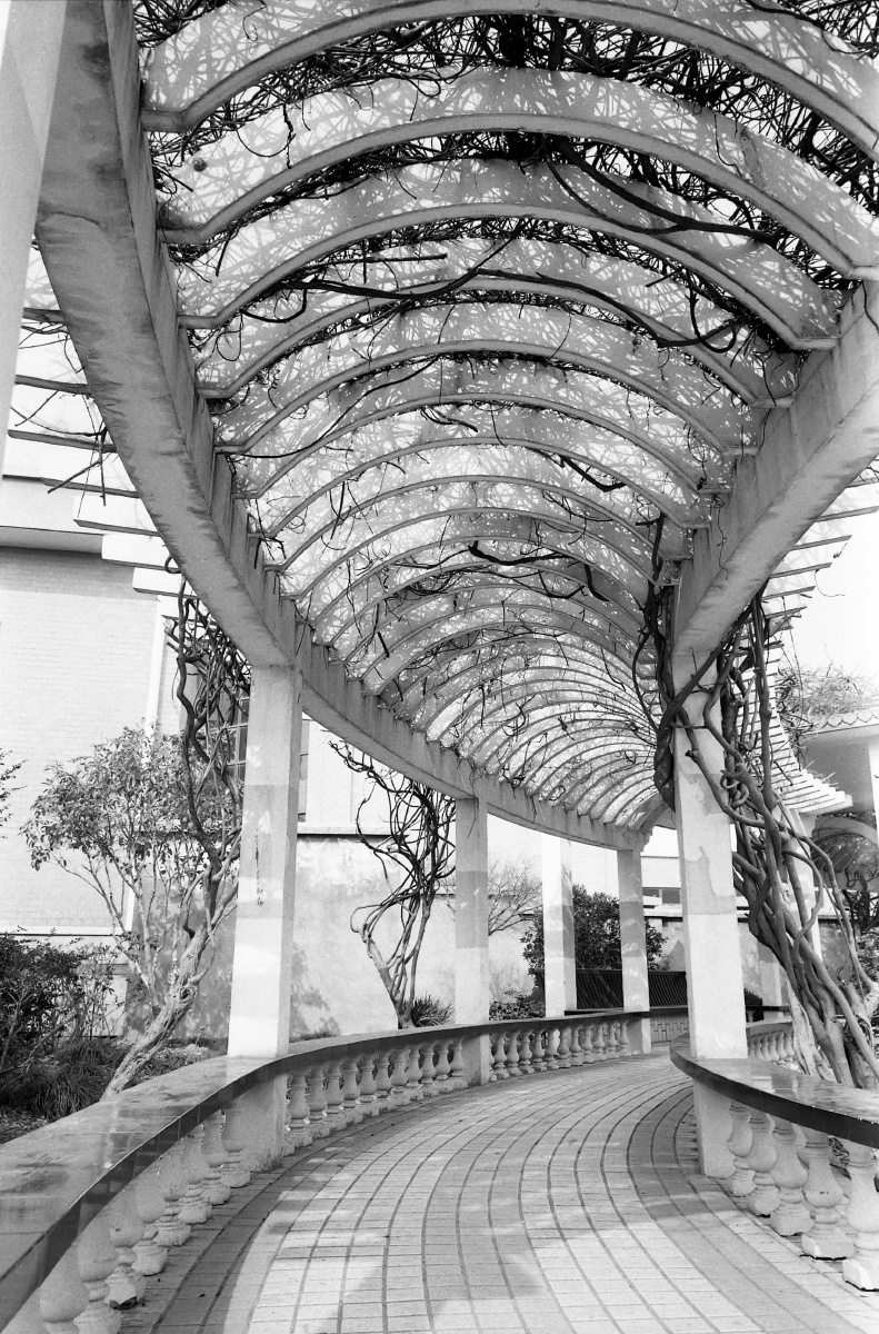 浦东,王港,金枫公园 相思好不好发布于  13年3月21日